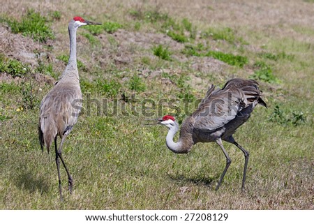 Pair of Sandhill Cranes (Grus canadensis) doing a courtship dance in the Florida Everglades