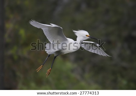 Snowy Egret (Egretta thula) in flight in the Florida Everglades