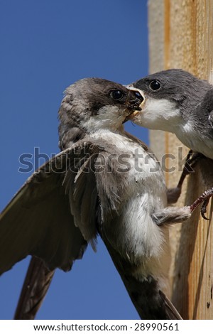 Mother Tree Swallow (tachycineta bicolor) feeding her hungry baby