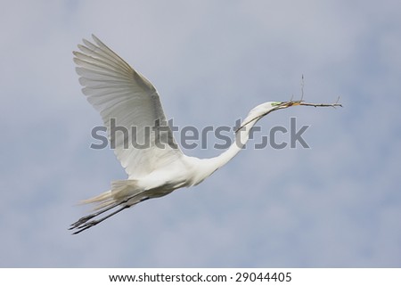 Great Egret (Ardea alba) carrying nesting materials flying over the Florida Everglades