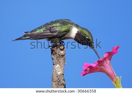 Male Ruby-throated Hummingbird (archilochus colubris) on a perch with a purple flower and a blue sky background