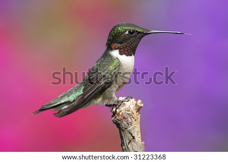 Male Ruby-throated Hummingbird (archilochus colubris) on a perch with a colorful flower background and his tongue sticking out
