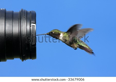 Male Ruby-throated Hummingbird (archilochus colubris) looking at a camera with blue background