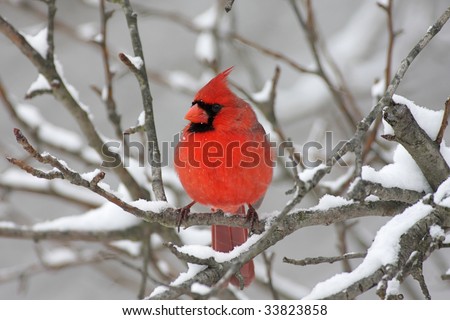 Male Northern Cardinal (cardinalis cardinalis) on a branch in a snow storm