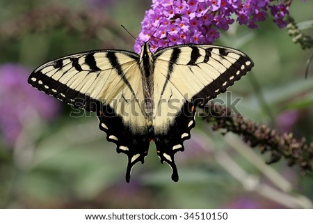 Tiger Swallowtail (papilio glaucas) Butterfly on a purple Butterfly Bush flower