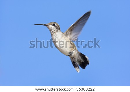Juvenile Ruby-throated Hummingbird (archilochus colubris) in flight with blue background