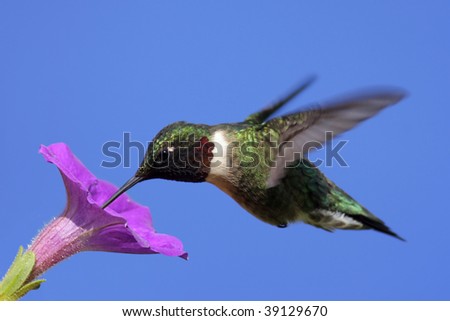 Male Ruby-throated Hummingbird (archilochus colubris) in flight with a purple flower and a blue sky background
