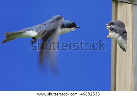 Male Tree Swallow (tachycineta bicolor) feeding hungry babies