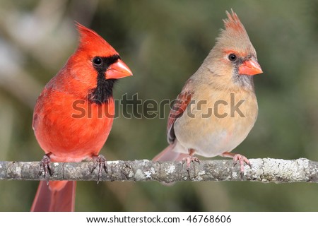 Pair of Northern Cardinals (cardinalis) on a branch green background