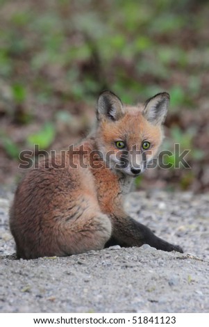 red fox sitting. stock photo : Red Fox Kit