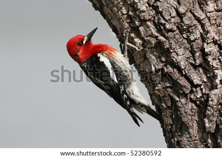 Red-breasted Sapsucker (Sphyrapicus ruber) on a tree trunk clearing out a nest hole