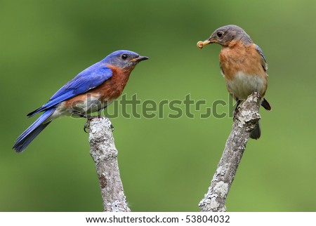 Pair of Eastern Bluebirds (Sialia sialis) on a branch with a green background
