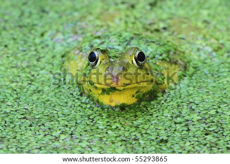 Green Frog (Rana clamitans) in a pond surrounded by duckweed