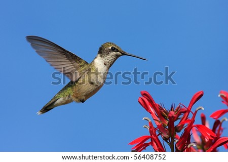 Ruby-throated Hummingbird (archilochus colubris) in flight at a flower with a blue background