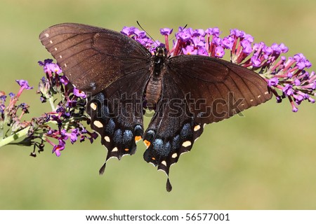 Female Eastern Tiger Swallowtail (papilio glaucas) Butterfly on a purple Butterfly Bush flower