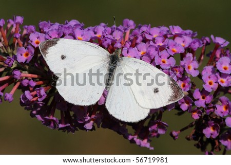 Cabbage White Butterfly (Pieris rapae) on a butterfly bush flower