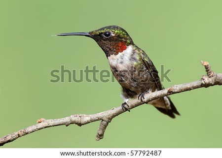Male Ruby-throated Hummingbird (archilochus colubris) on a perch with a green background