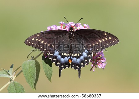 Black Swallowtail (Papilio polyxenes) Butterfly on a purple Butterfly Bush flower