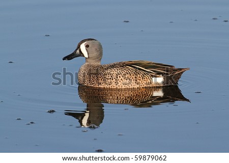 Male Blue-winged Teal (anas discors) swimming in the Florida Everglades