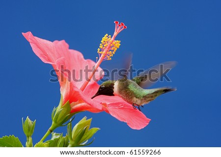 Male Ruby-throated Hummingbird (archilochus colubris) in flight with a Hibiscus flower and a blue sky background
