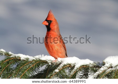 Male Northern Cardinal (cardinalis cardinalis) on a Spruce branch covered with snow