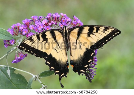 Male Tiger Swallowtail (papilio glaucas) Butterfly on a purple Butterfly Bush flower