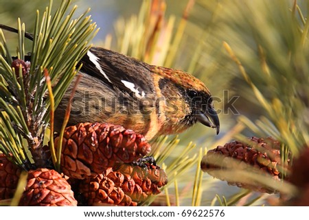 White-winged Crossbill (Loxia leucoptera) eating pine cones