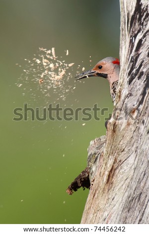 Northern Flicker (Colaptes auratus) on a tree trunk clearing wood out of a nest hole
