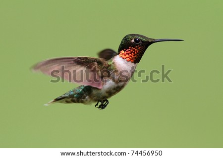Male Ruby-throated Hummingbird (archilochus colubris) in flight with a green background