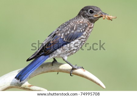 Female Baby Eastern Bluebird (Sialia sialis) perched on a deer antler with insects