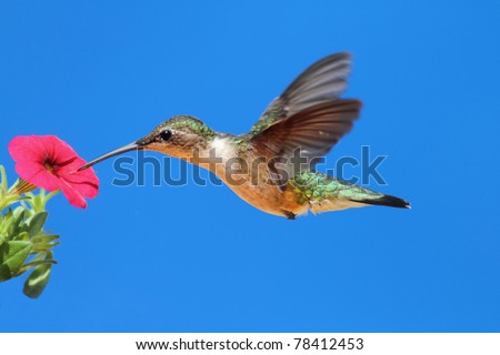 Female Ruby-throated Hummingbird (archilochus colubris) in flight with a red calibrachia flower and a blue sky background