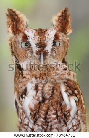 Close-up of an Eastern Screech-Owl (Megascops asio) with a green background