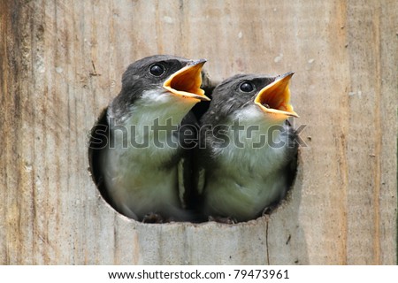 Pair of hungry Baby Tree Swallows (tachycineta bicolor) looking out of a bird house begging for food