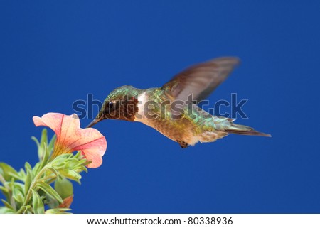 Male Ruby-throated Hummingbird (archilochus colubris) in flight with a flowers