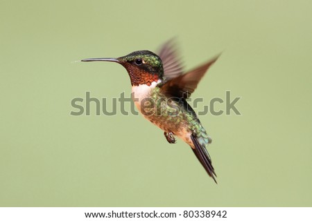 Male Ruby-throated Hummingbird (archilochus colubris) in flight with a green background