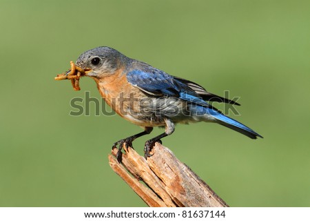 Female Eastern Bluebird (Sialia sialis) on a branch with a worm