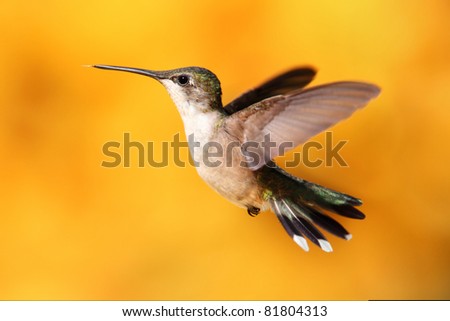 Female Ruby-throated Hummingbird (archilochus colubris) in flight with a colorful background of out of focus Sunflowers