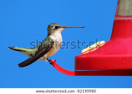 Female Ruby-throated Hummingbird (archilochus colubris) perched with a blue background