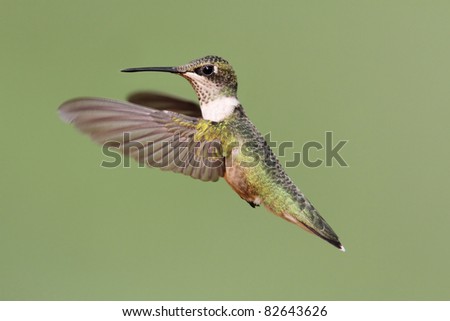 Juvenile Ruby-throated Hummingbirds (archilochus colubris) on a perch with a green background