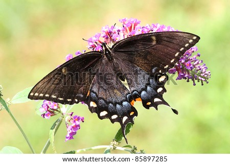 Dark morph Female Tiger Swallowtail (papilio glaucas) Butterfly on a purple Butterfly Bush flower