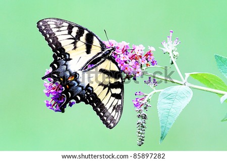 Female Tiger Swallowtail (papilio glaucas) Butterfly on a purple Butterfly Bush flower