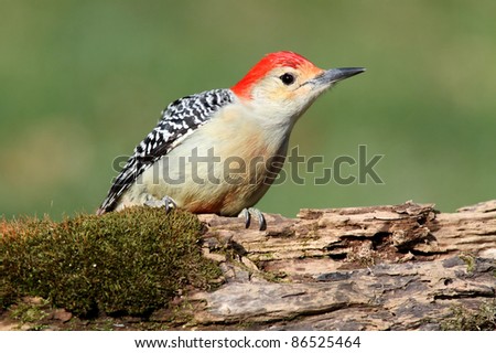 Female Red-bellied Woodpecker (Melanerpes carolinus) on a log covered with moss