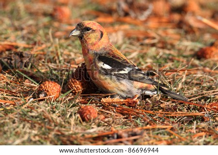 White-winged Crossbill (Loxia leucoptera) eating pine cones