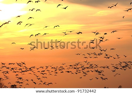 Snow Geese (chen caerulescens) and Ross Goose (C rossii) flying in front of the setting sun