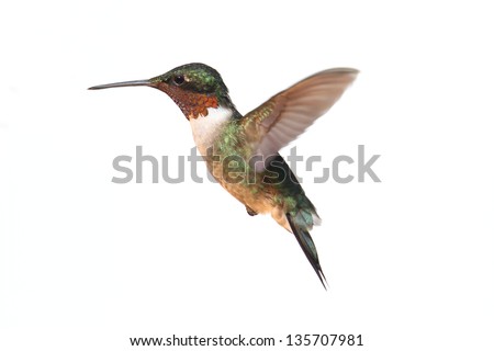 Ruby-throated Hummingbird (archilochus colubris) in flight isolated on a white background