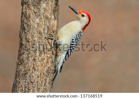 Male Red-bellied Woodpecker (Melanerpes carolinus) on a Tree