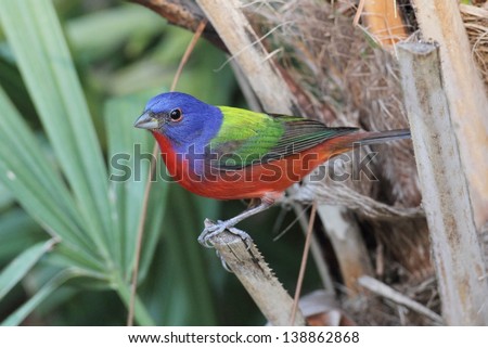 Colorful Painted Bunting (Passerina ciris) on a log