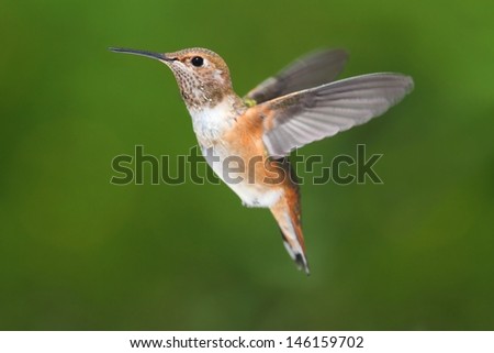 Male Allens Hummingbird (Selasphorus sasin) in flight with a green background