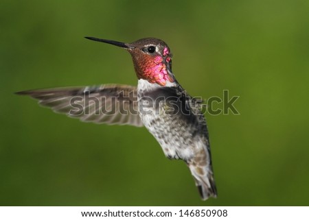 Male Annas Hummingbird (Calypte anna) in flight with a green background