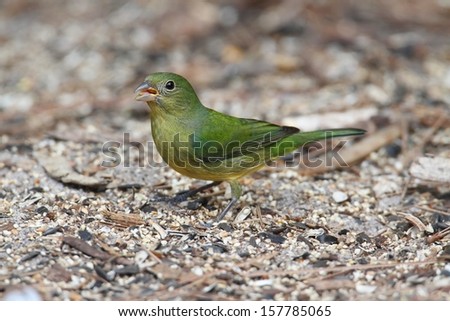 Female Painted Bunting (Passerina ciris) on a the ground